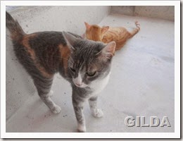 1Gilda