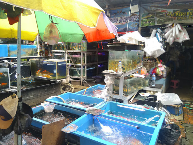 pasar ikan hias di jakarta timur