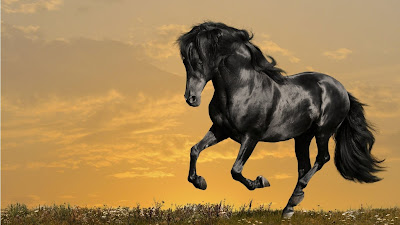 Beautiful Black Horse Wallpapers