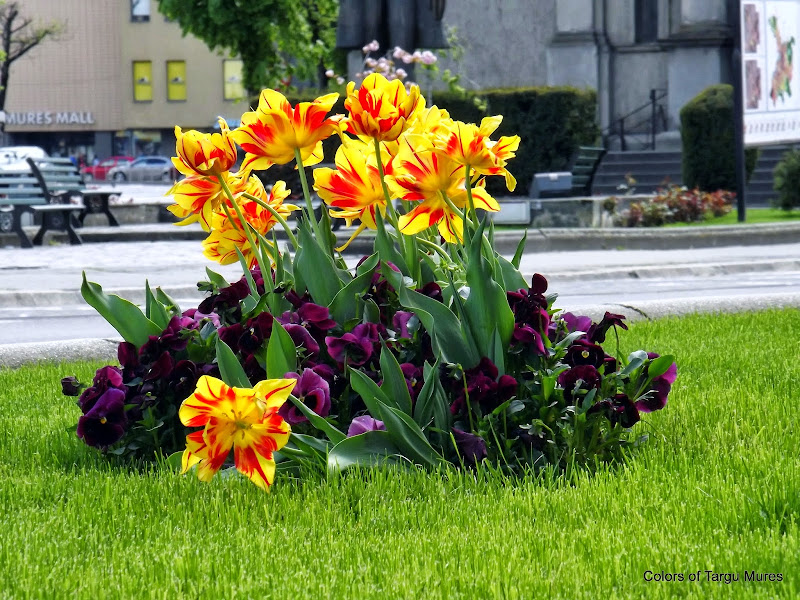 Colorful spring tulips in the Targu Mures City Center. Lalelele din centru orasului Tirgu Mures