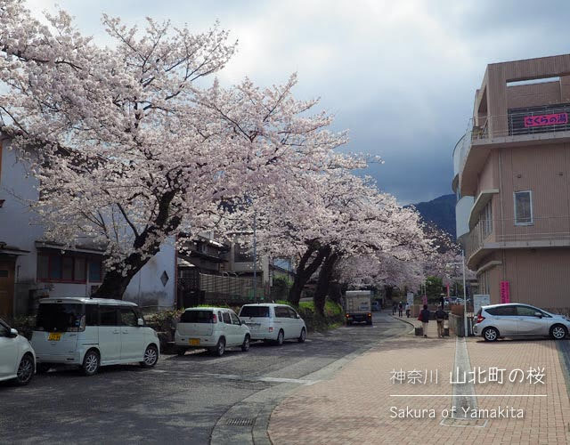 山北町の桜