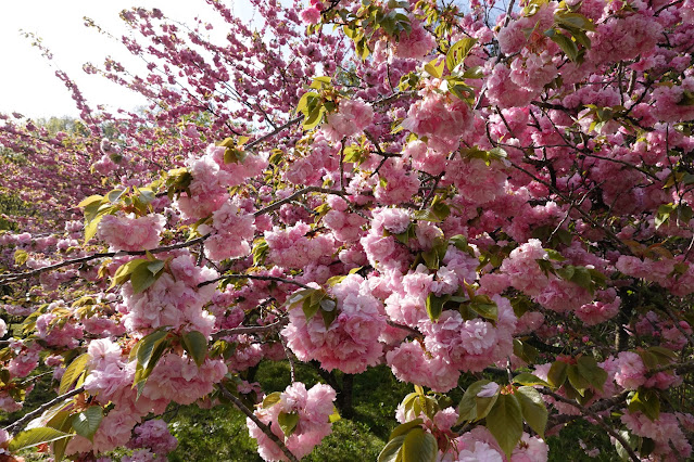 鳥取県西伯郡伯耆町小林 マウンテンストリームきしもと ヤエザクラ（八重桜）