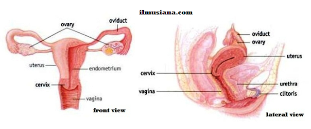 Woman Reproductive System