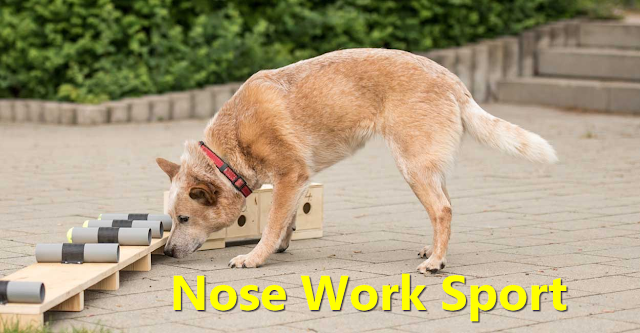 Nose Work Sport