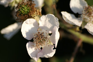 Toarnbei - Gewone Braam - Rubus fruticosus