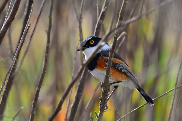 Batis capensis