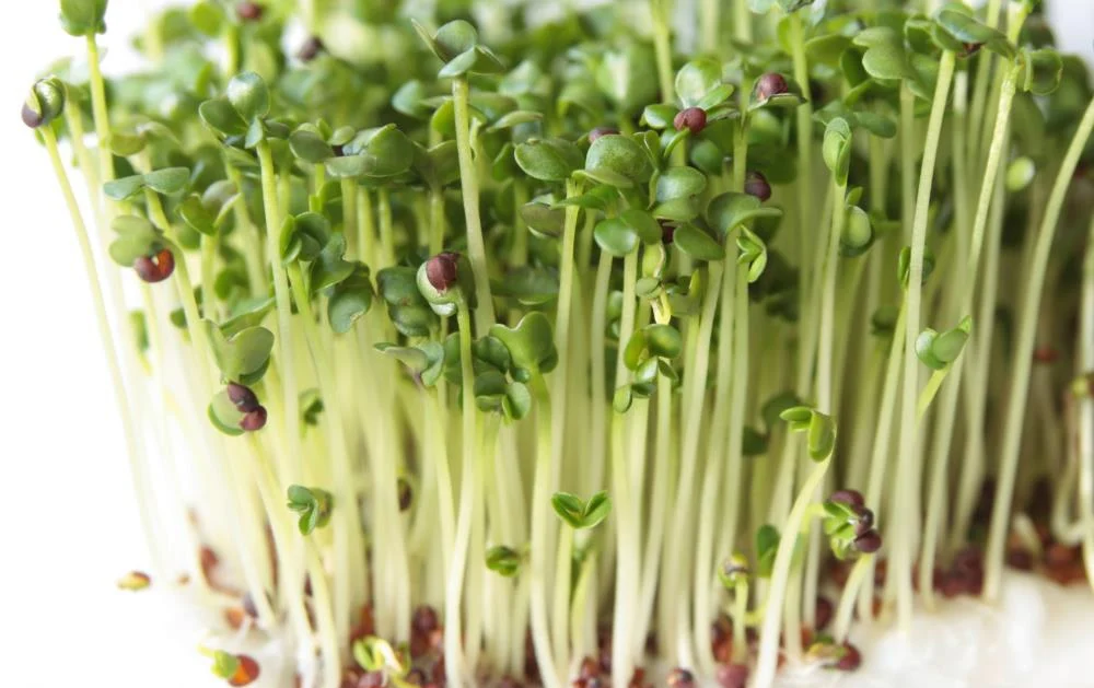 Gardening tips: How to grow greens and microgreens indoors