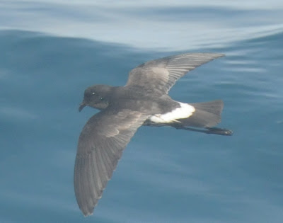 New Zealand Storm Petrel (Oceanites maorianus)