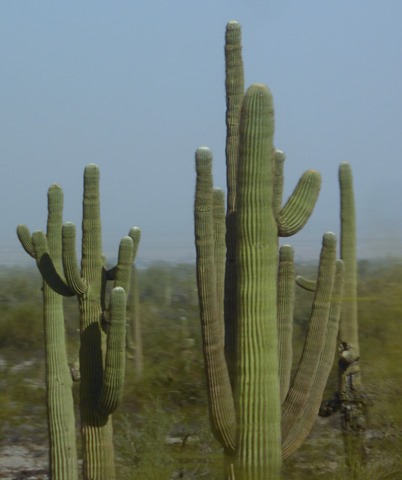 P1190251