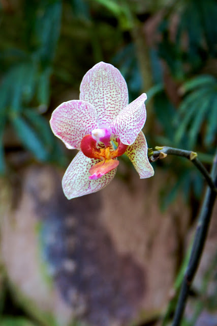 Tammy Sue Allen Photography. Chicago - Lincoln Park Conservatory.