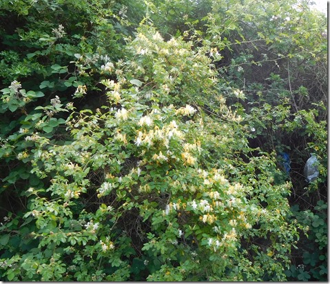 7 honeysuckle