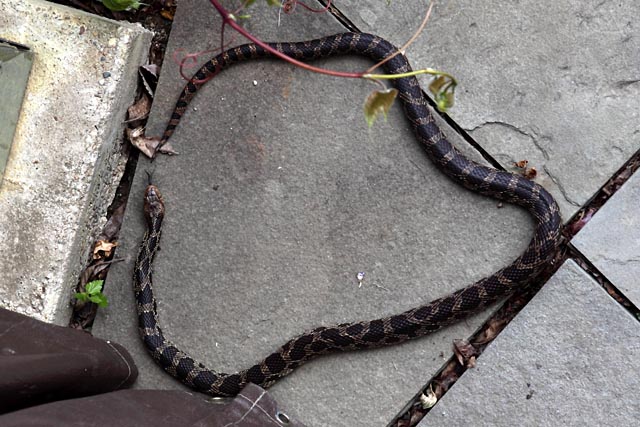 fox snake (Elaphe vulpina)