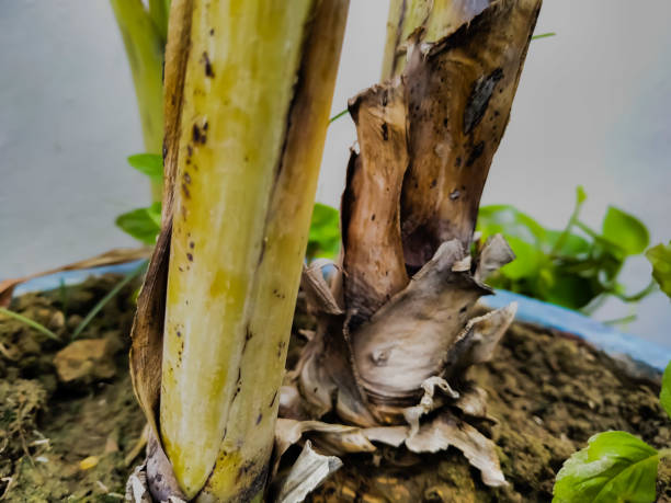 Potensi Tanaman Pisang Sebagai Bahan Pupuk Organik Cair