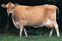 sapi Jersey