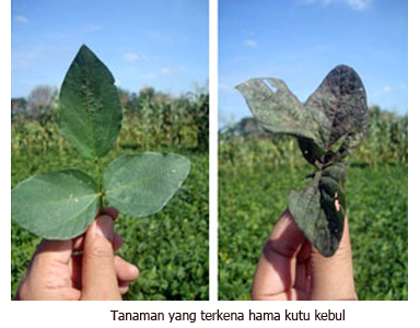 Jamur Ini Bisa Membantu Petani Atasi Serangan Hama Kutu Kebul