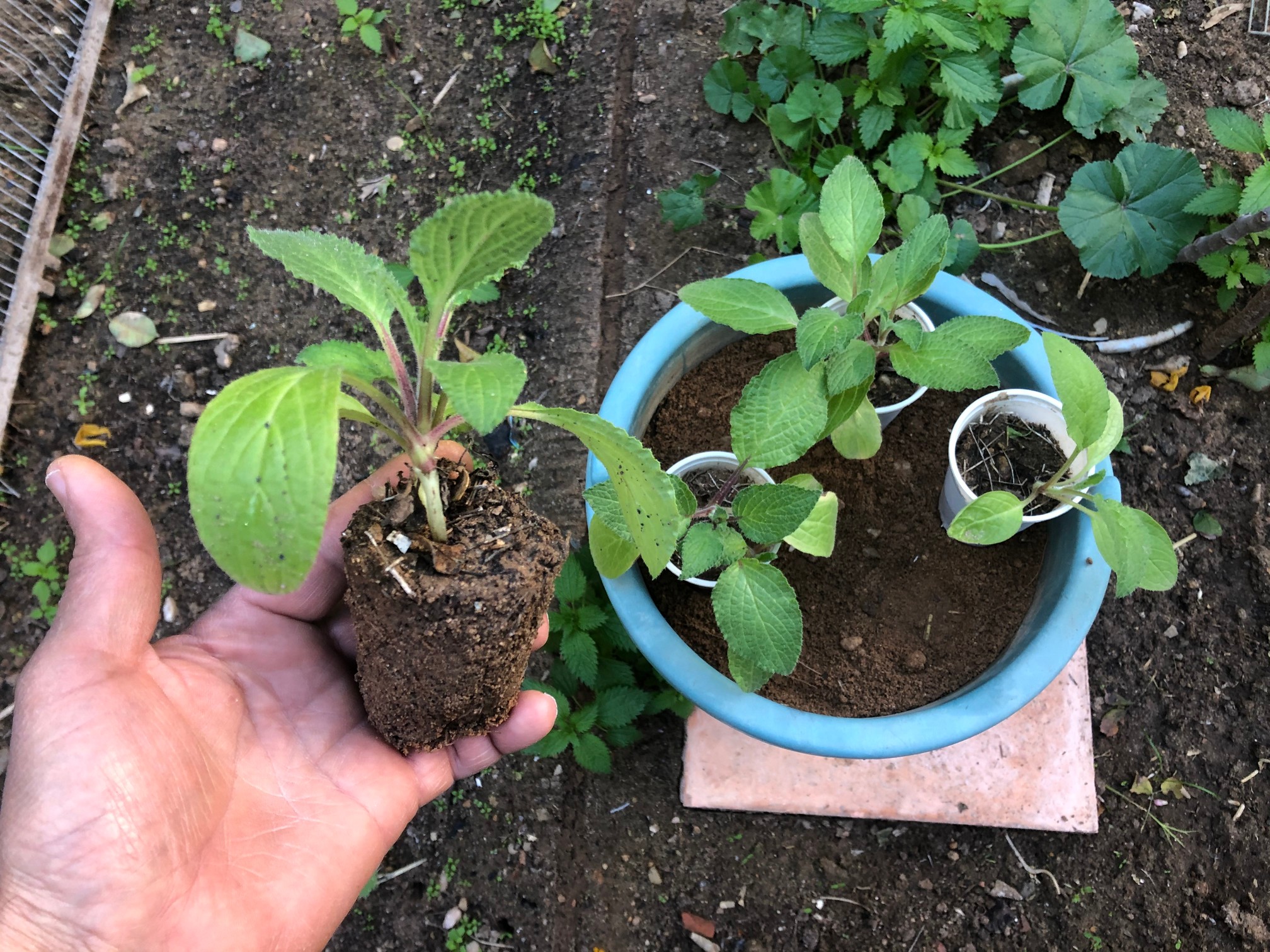 In order to give your new borage seedlings the best chance of success it is best to ‘harden them off’ prior to leaving them outside in the garden full time.