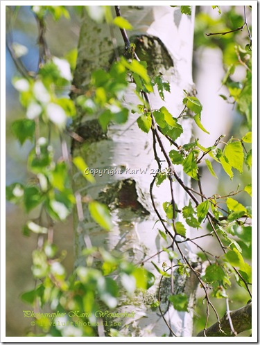 I love the Birch tree with all light green small leaves and the wite and bright bark.