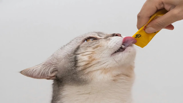 Cat Eating Food