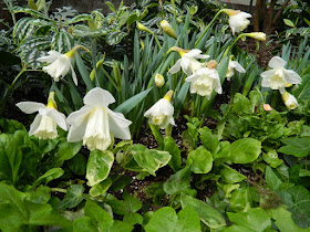 "Thalia" triandus narcissus (daffodils) and English Ivy at the Allan Gardens Conservatory 2018 Spring Flower Show by garden muses: not another Toronto gardening blog