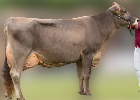 Gambar Sapi Brown Swiss