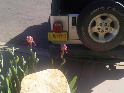 two purple iris flowers blooming behind a silver Jeep