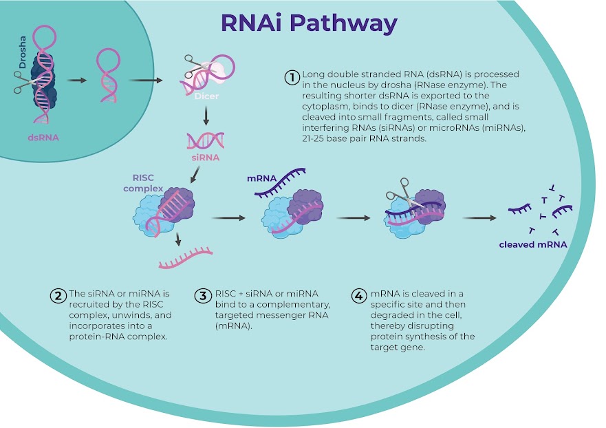 rnai