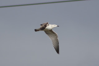 1st cycle Caspian Gull