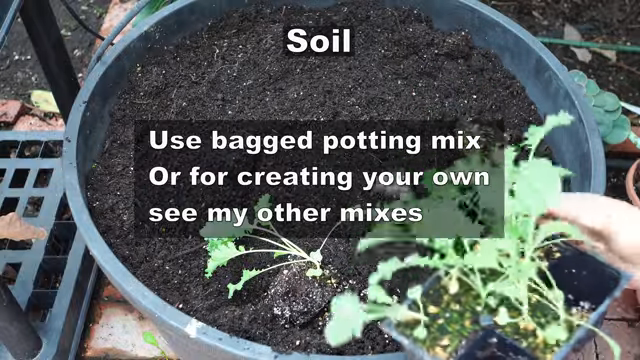 growing kale in pots, soil