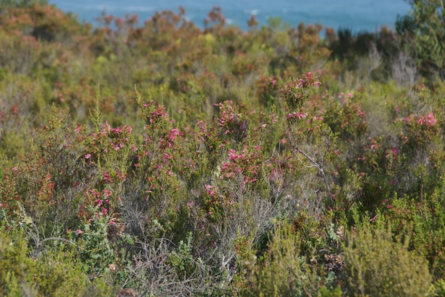 [Part 2 - Herold's Bay]