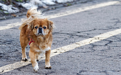 A small, older dog is walking on the road