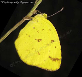 Common Grass Yellow Butterfly