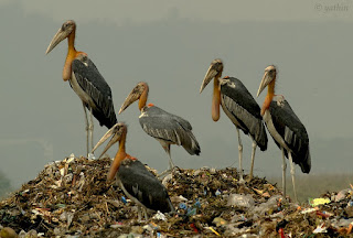 Image of Greater Adjutant Stork photographed by Yathin Krishnapa.