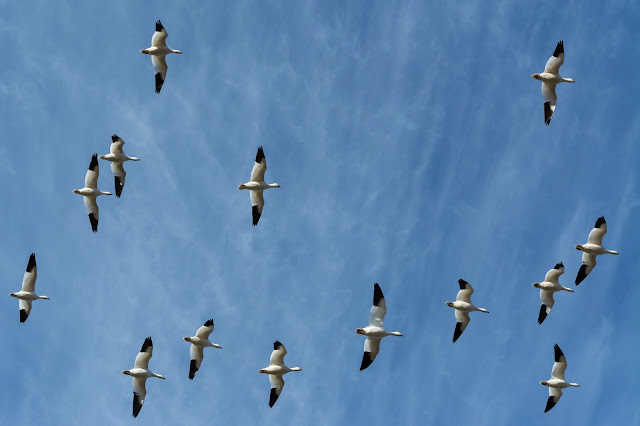 Hagerman National Wildlife Refuge, Snow Geese