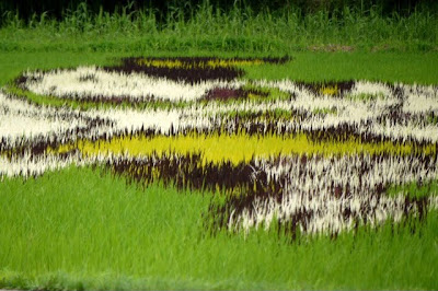 Japanese Rice Paddy Art 2010