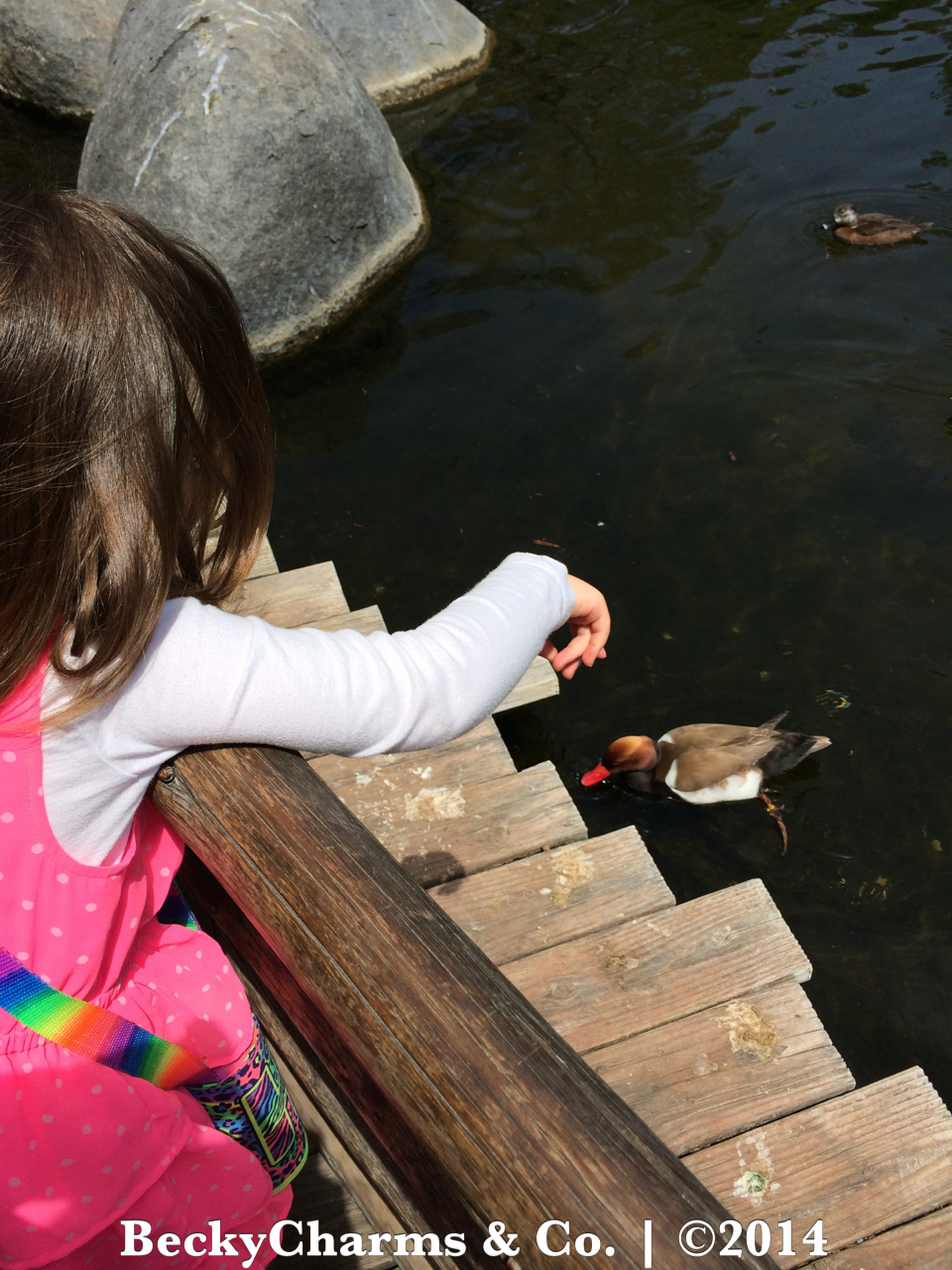 Our Trip to Butterfly Jungle at San Diego Safari Park for Spring Break 2014 by BeckyCharms