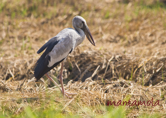 Asian Openbill Stork (Anastomus oscitans)