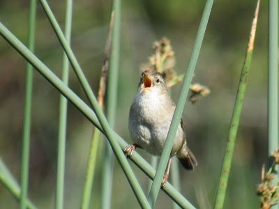 marsh wren sacramento national wildlife refuge willows california birds birdwatching pacific flyway national birding day