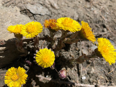 [Asteraceae] Tussilago farfara – Coltsfoot (Tossilaggine comune).