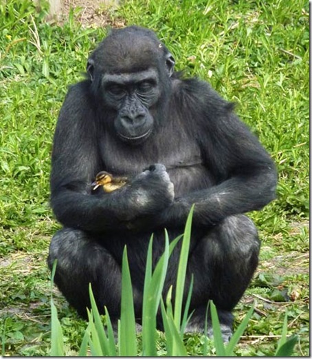 Gorila-é-flagrado-fazendo-carinho-em-patinho