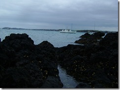 NZ Black Rocks