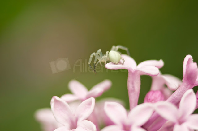 Macro photograph of a spider on lilac flowers