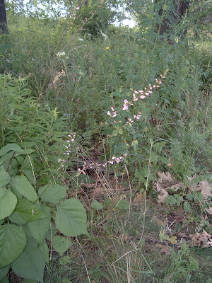 [Photo: Desmodium glutinosum in bloom.]