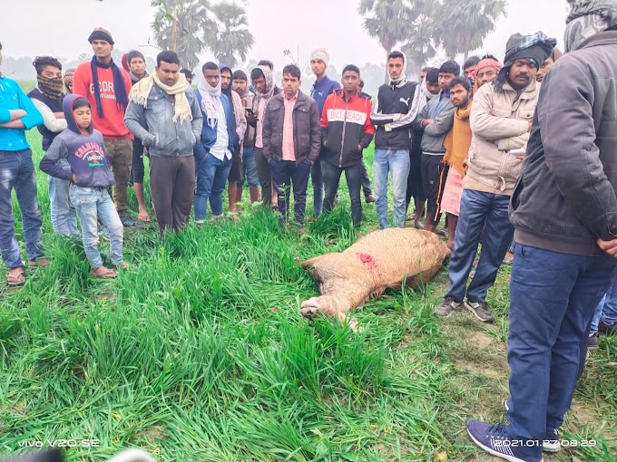 अपराधियों द्वारा 1 नीलगाय को गोली मारकर हत्या करने की प्राथमिकी दर्ज