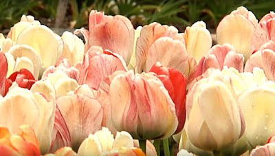 Tulip Care