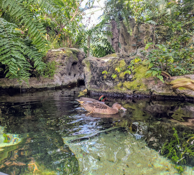 More Vacation Pictures:  The Florida Aquarium --How Did I Get Here? My Amazing Genealogy Journey