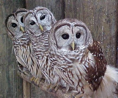 owls,owl