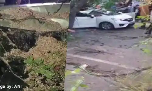 तमिलनाडु: चेन्नई के केके नगर में चलती कार पर पेड़ गिरने से महिला बैक प्रबंधक की मौत 