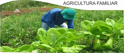 Resultado de imagem para agricultores em Itiruçu