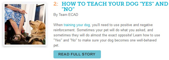 cesarswaytraining.blogspot.com/2014/08/how-to-teach-your-dog-yes-and-no.html