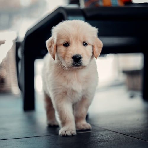 Baby Dog Wallpapers